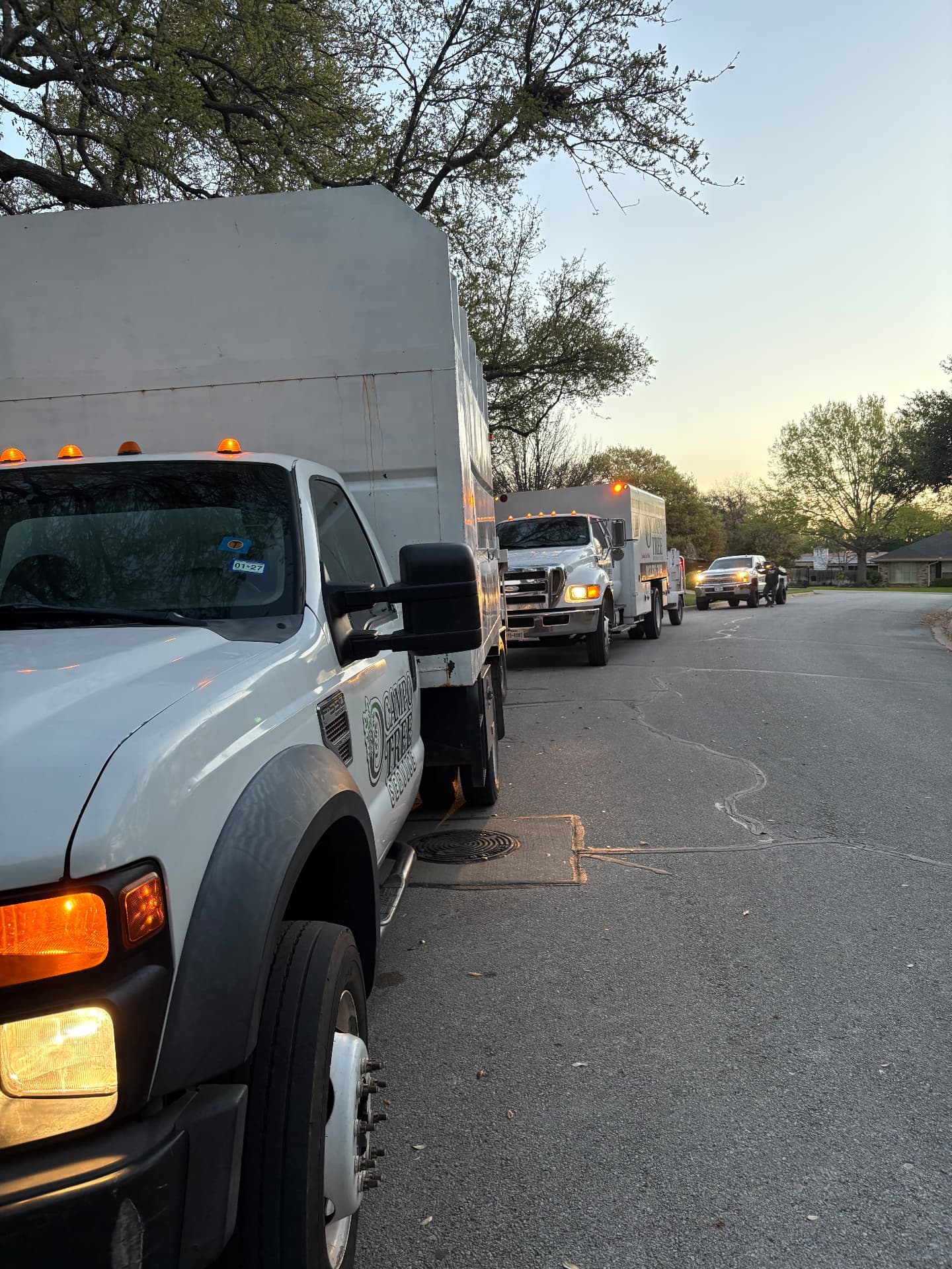 Ocampo Tree Service trucks lined up on a residential street at sunrise before a job